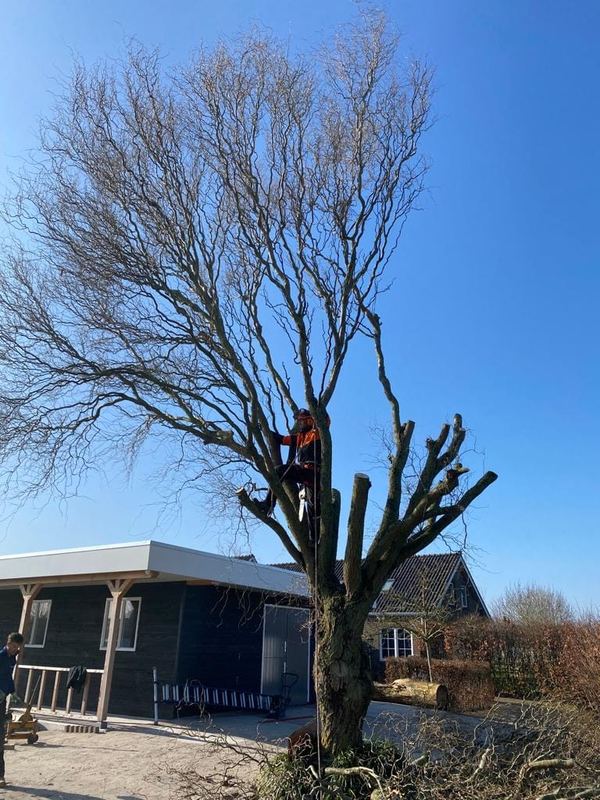 Boomverzorger in klimgareel hoog in een boom tijdens het snoeien, met blauwe lucht erachter